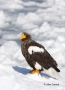 Stellers-Sea-Eagle;Eagle;Sea-Eagle;Haliaeetus-pelagicus;Stellers-Sea-Eagle;Birds